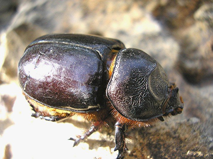 insecto blindado