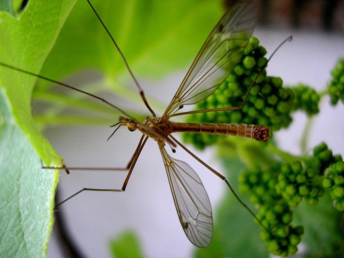  mosquito gigante, no piqua