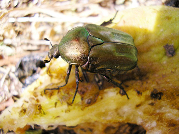  insecto venerado por los egipcio en la epoca faraonica