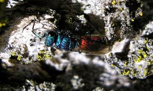mosca multicolor, vive en la madera seca degradada